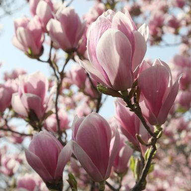 Magnolija