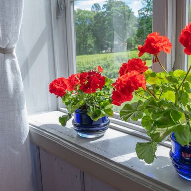 Pelargonije