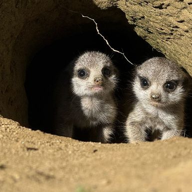 Bebe merkati najslađe su trojke u Zoološkom vrtu Grada Zagreba - 7