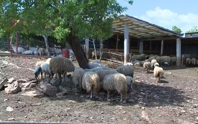 Ovce (Foto: Dnevnik.hr)