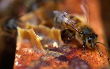 Pčela, ilustracija (Foto: AFP)