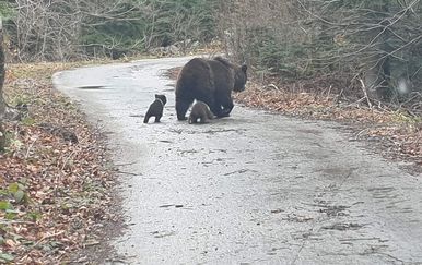 Medvjedica i medvjedići (Foto: Zoran Turk)