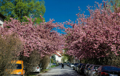 U vrijeme cvatnje japanske trešnje Šulekova postaje jedna od najljepših ulica u Zagrebu
