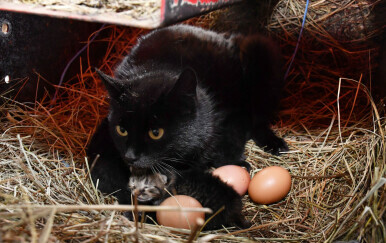 Mačka Crna u kokošinjcu čuva jaja - 1