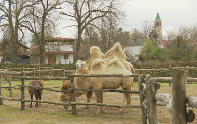 Đurđevac, deve u zoološkom vrtu - 1