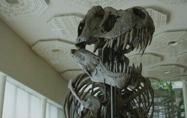 Kostur T-Rexa
