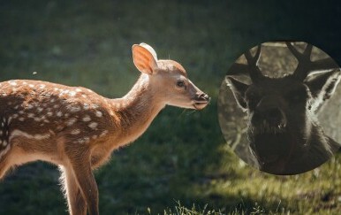 Srna na livadi i Bambi iz horor filma