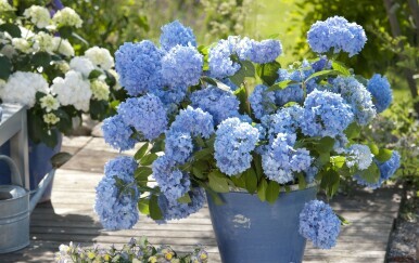 Plave hortenzije