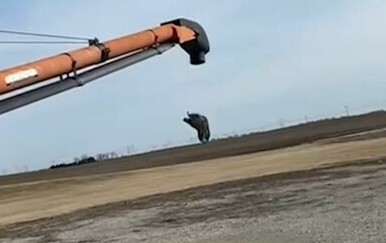 Čista uživancija: Životinja se zaigrala i pošteno nasmijala gledatelje