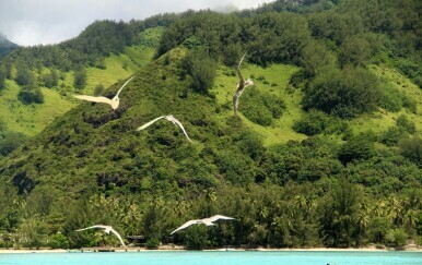 Mooreu i Tahiti - 22