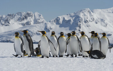 Pingvini