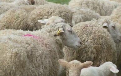 Užas u Novoj : Psi na smrt izgrizli ovce i ovna, vlasnici prijavljeni