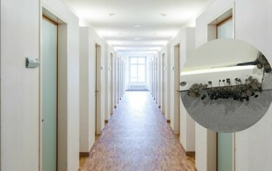Gljivice koje rastu iz zida studentskog doma