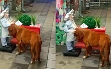 Pas ispred mehaničkoga kipa na ulici