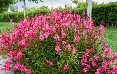 Gaura