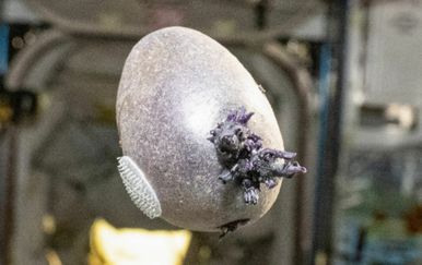 Internet u šoku zbog neobične slike - nitko nije pogodio o čemu je riječ