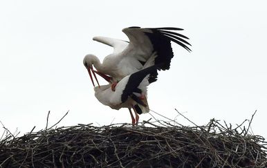 Voljeni rodan Klepetan vratio se u Brodski Varoš