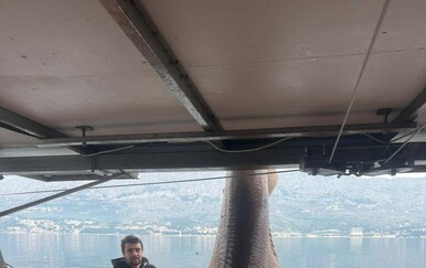 VIDEO Ribari kod Brača ulovili velikog morskog psa pa ga pustili nazad u more