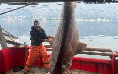 VIDEO Ribari kod Brača ulovili velikog morskog psa pa ga pustili nazad u more
