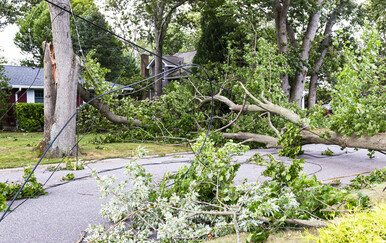 Njemačka: Troje poginulih u padu drveta tijekom traženja pisanica u šumi