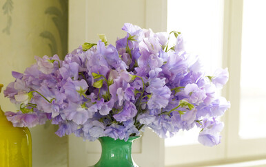 Penjačica mirisna grahorica očarava svojim valovitim cvjetovima