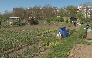 Urbani vrtovi u Osijeku sve popularniji