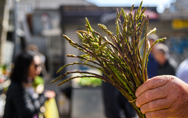 Svi koji beru šparoge sami trebaju dozvolu Hrvatskih šuma za branje