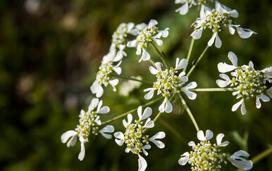 Jedete li mačja muda? Sezona je počela, a svidjet će se i vegetarijancima