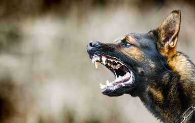 Podignuta optužnica protiv vlasnika pasa koji su nasmrt izgrizli ženu