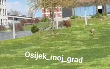 Prizor iz Osijeka iznenadio gledatelje: "Ja sam mislila da mi dijete priča gluposti…"