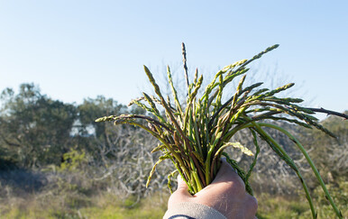 Svi koji beru šparoge sami trebaju dozvolu Hrvatskih šuma za branje