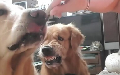 Otkrili ljubomornu stranu ljubimaca, reakcije nasmijale vlasnike