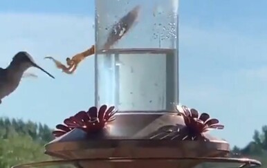 Hranilica za ptice privukla neobične goste, vlasnica uspjela snimiti obračun