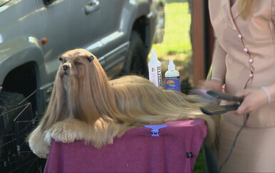 Međunarodna izložba pasa u Balama: Stižu iz čak 15 zemalja