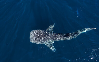 Tursti ugledali kitopsinu u pulskom akvatoriju