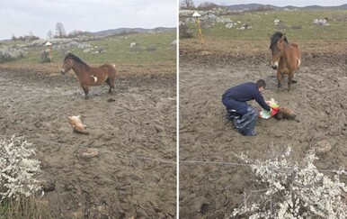 Policajci u Lici spasili ždrijebe koje je zapelo u blatu