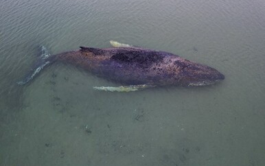 Nasukanom grbavom kitu nema spasa, polako umire u agoniji