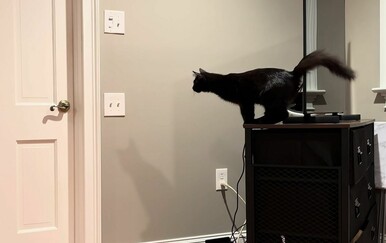 Mačka iznenadila potezom, jesu li i vaši ljubimci tako lukavi?