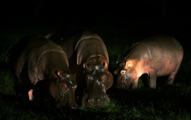 Kolumbija odobrila odstrel Escobarovih ljubimaca: "To je jedini način da spasimo ekosustav"