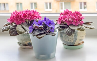 Kako potaknuti sobne biljke da cvjetaju brže?