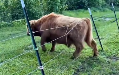 "Trava je uvijek zelenija": Krave izazvale kaos na farmi, urnebesna snimka postala hit