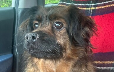 Sklonište objavilo da je psić Max udomljen nakon tragedije u Velikoj Gorici