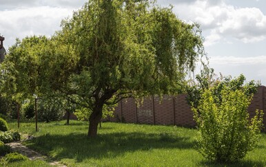 Ovo predivno drvo mnogi sade u dvorištu, ali s razlogom ga ne biste smjeli imati blizu kuće