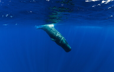 Znanstvenici su u klikovima ulješura pronašli obrasce slične ljudskom govoru