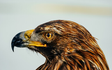 Nestao pitomi orao iz Poljane Čičke, vlasnik traži pomoć građana u potrazi