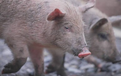 Divljač sve češće uništava polja kod Kutine, poljoprivrednici prijavljuju velike gubitke