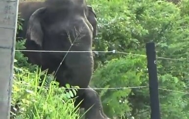 Pametni slon uspio nadmudriti električnu ogradu, njegov potez oduševio gledatelje