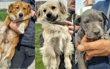 Iz romskog naselja oduzeta 23 psa u lošem stanju: "Ovo je teško zanemarivanje i zlostavljanje, nedopustivo i sramotno!"