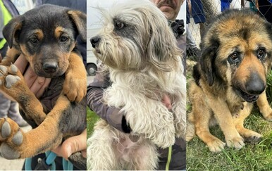 Iz romskog naselja oduzeta 23 psa u lošem stanju: "Ovo je teško zanemarivanje i zlostavljanje, nedopustivo i sramotno!"