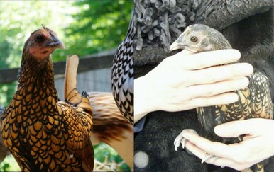 Ova koka je Guinnessova rekorderka, a nikada ne biste povjerovali koliko je stara